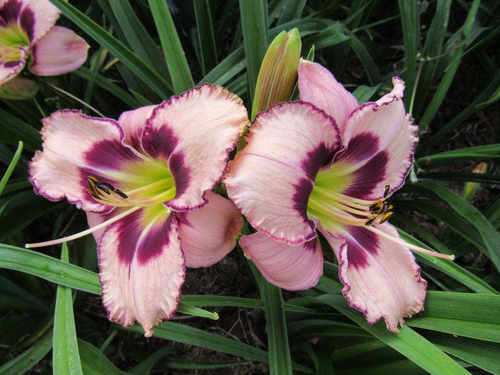 Midsummer Blooming Bouquet Harbour Breezes Daylilies and Japanese Iris at Jeddore on Eastern